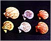 Picture of Fan shells in various colours