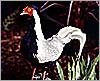 Picture of Silver Pheasant