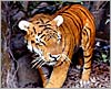 Picture of South China Tiger